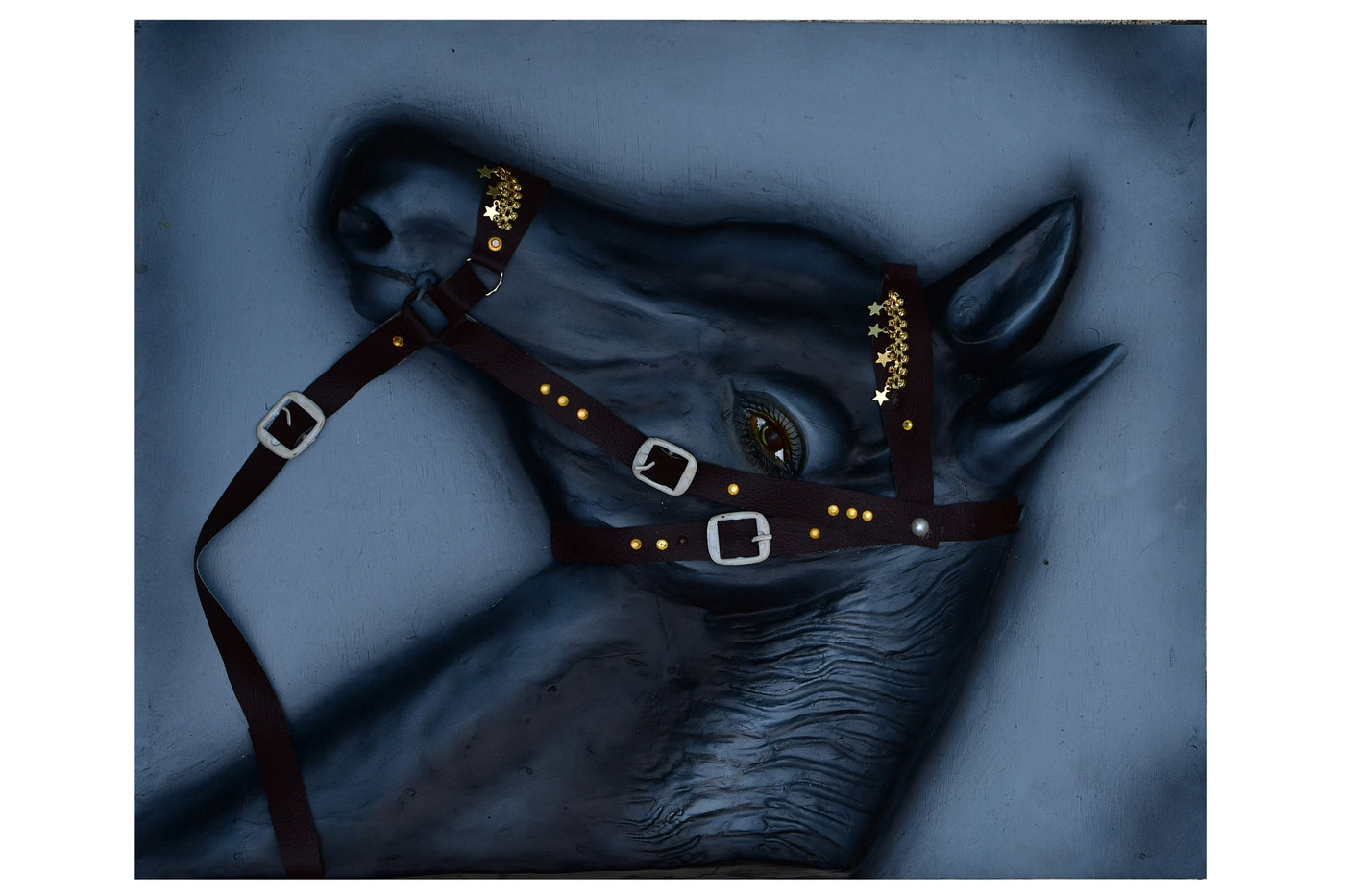 Horse 1