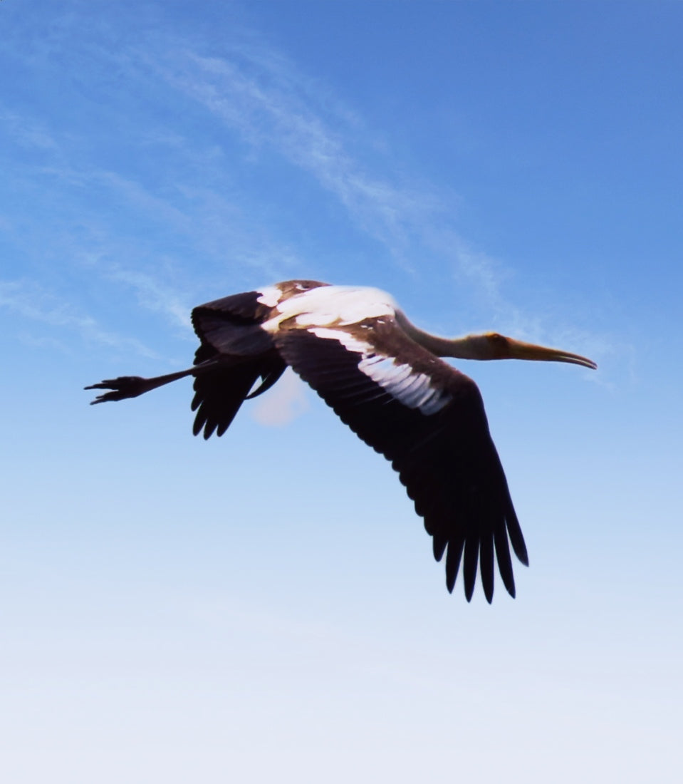 Bird 5