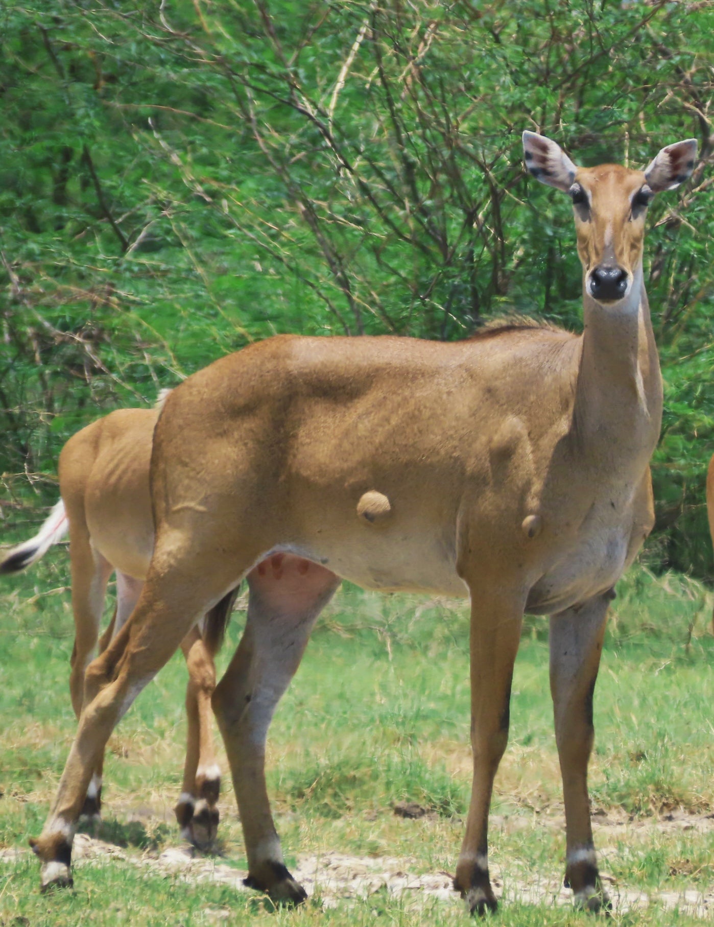 Deer 6