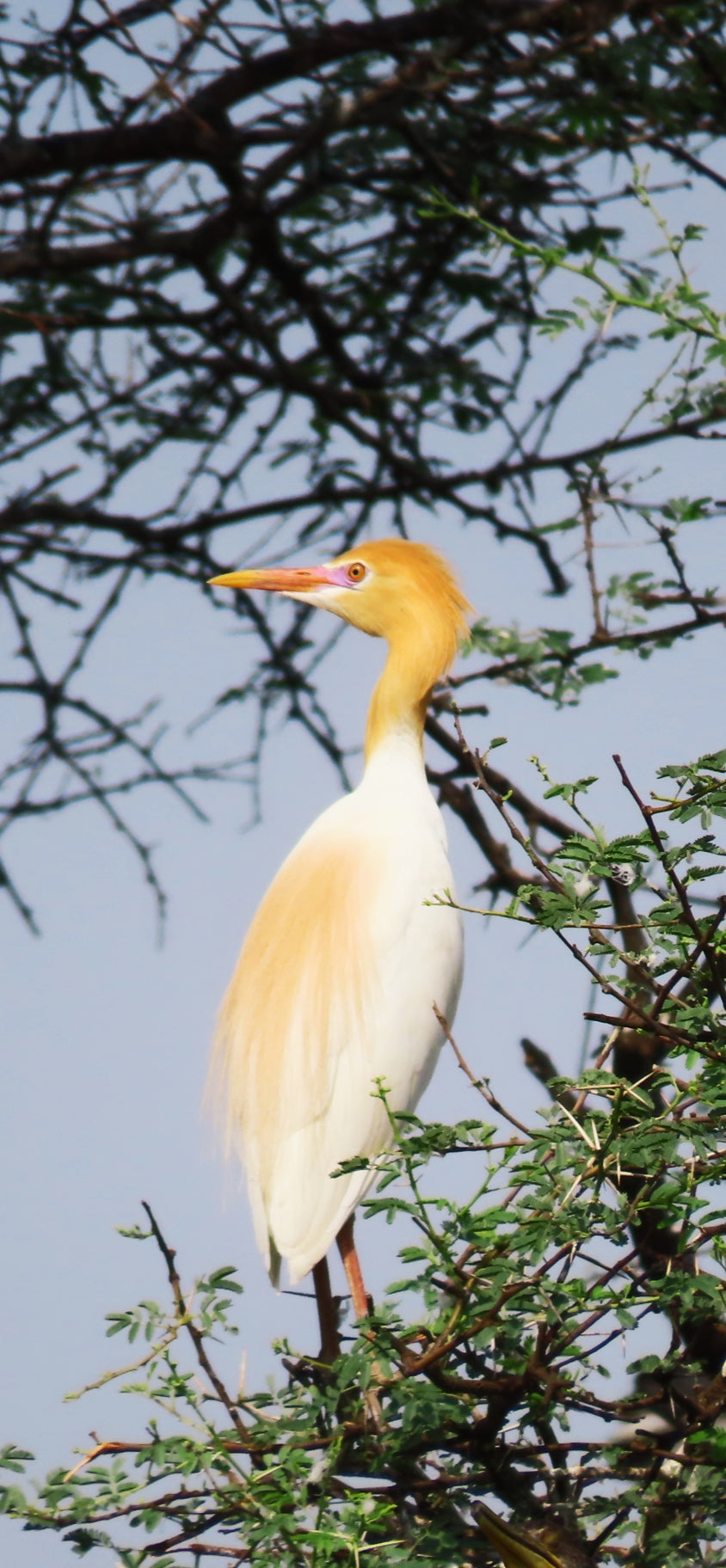 Bird 4