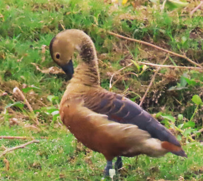Bird 7