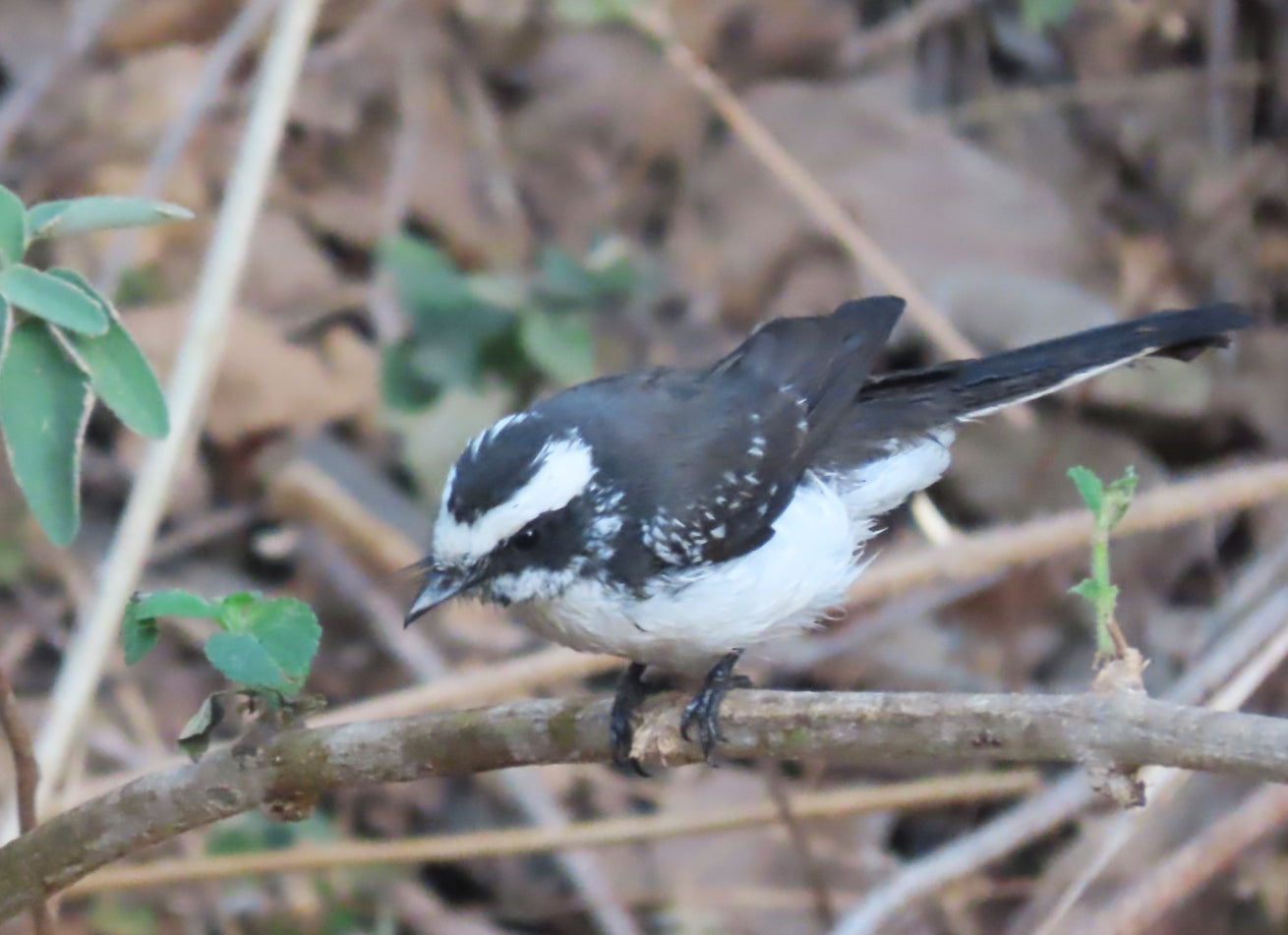 Bird7