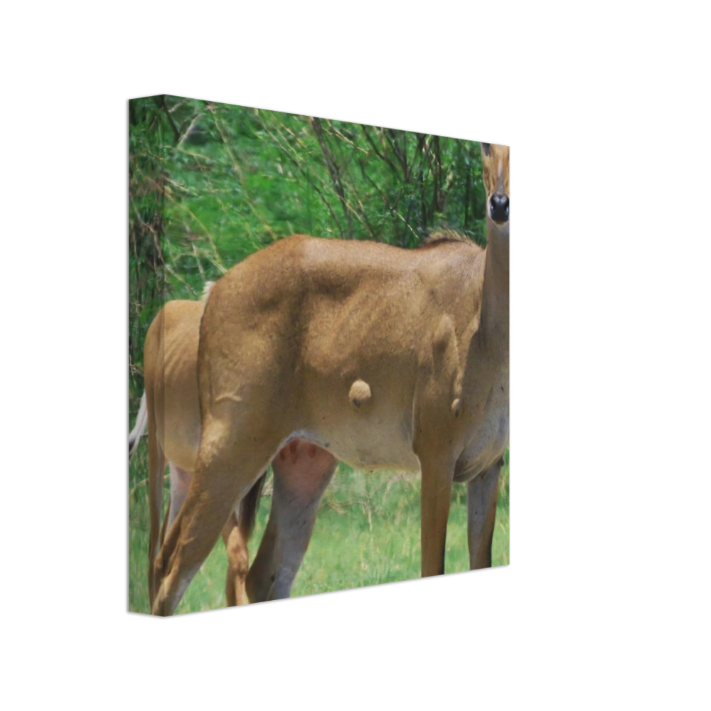 Deer 6