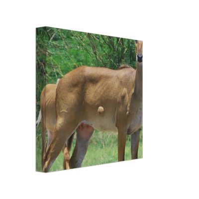 Deer 6