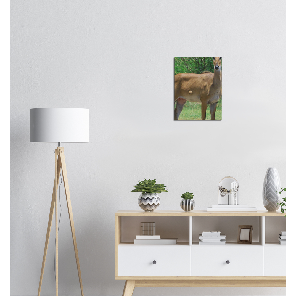 Deer 6