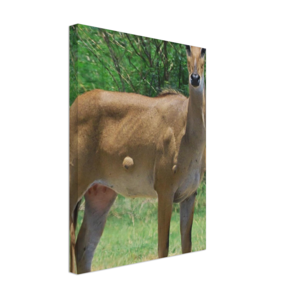 Deer 6