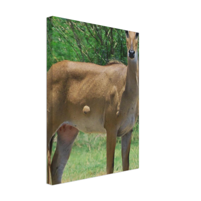 Deer 6