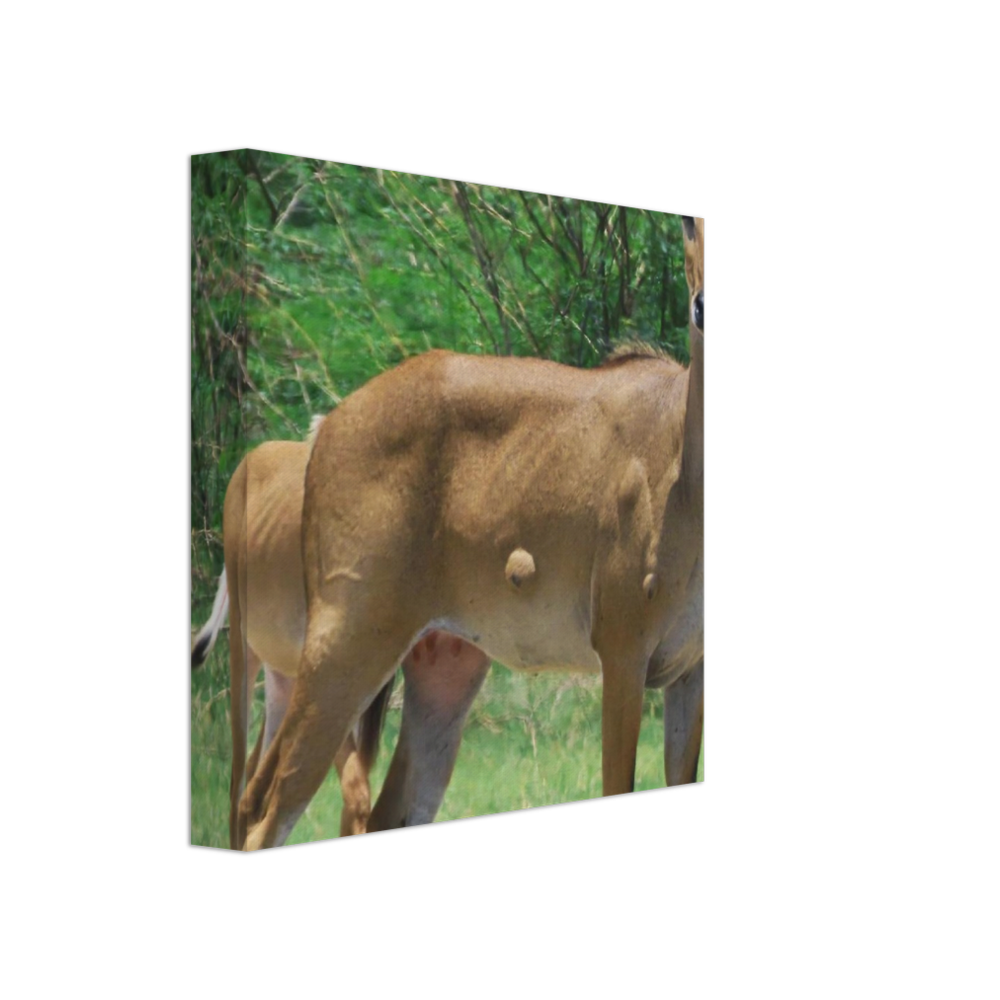 Deer 6
