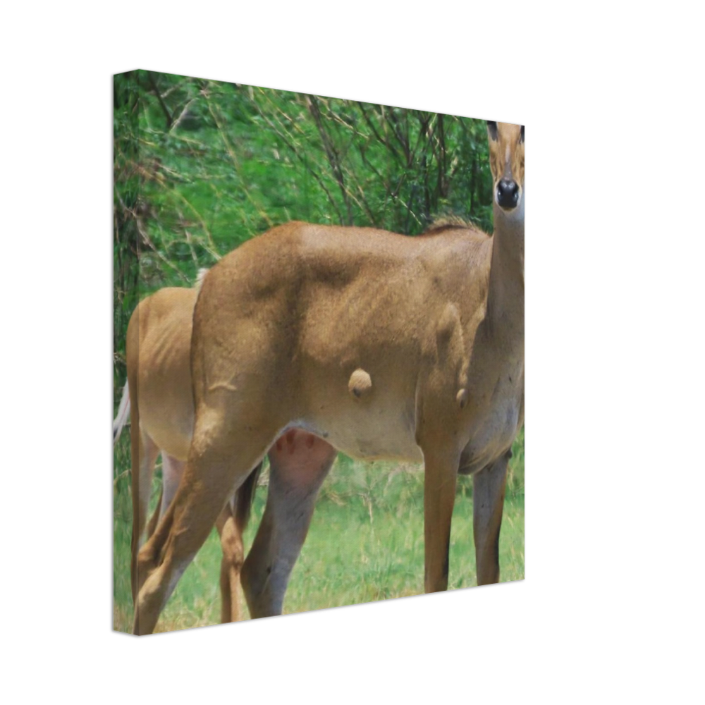 Deer 6