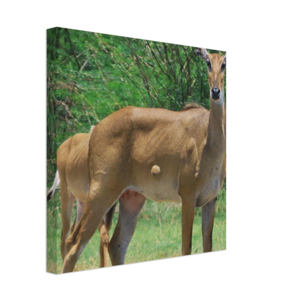 Deer 6