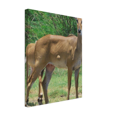 Deer 6