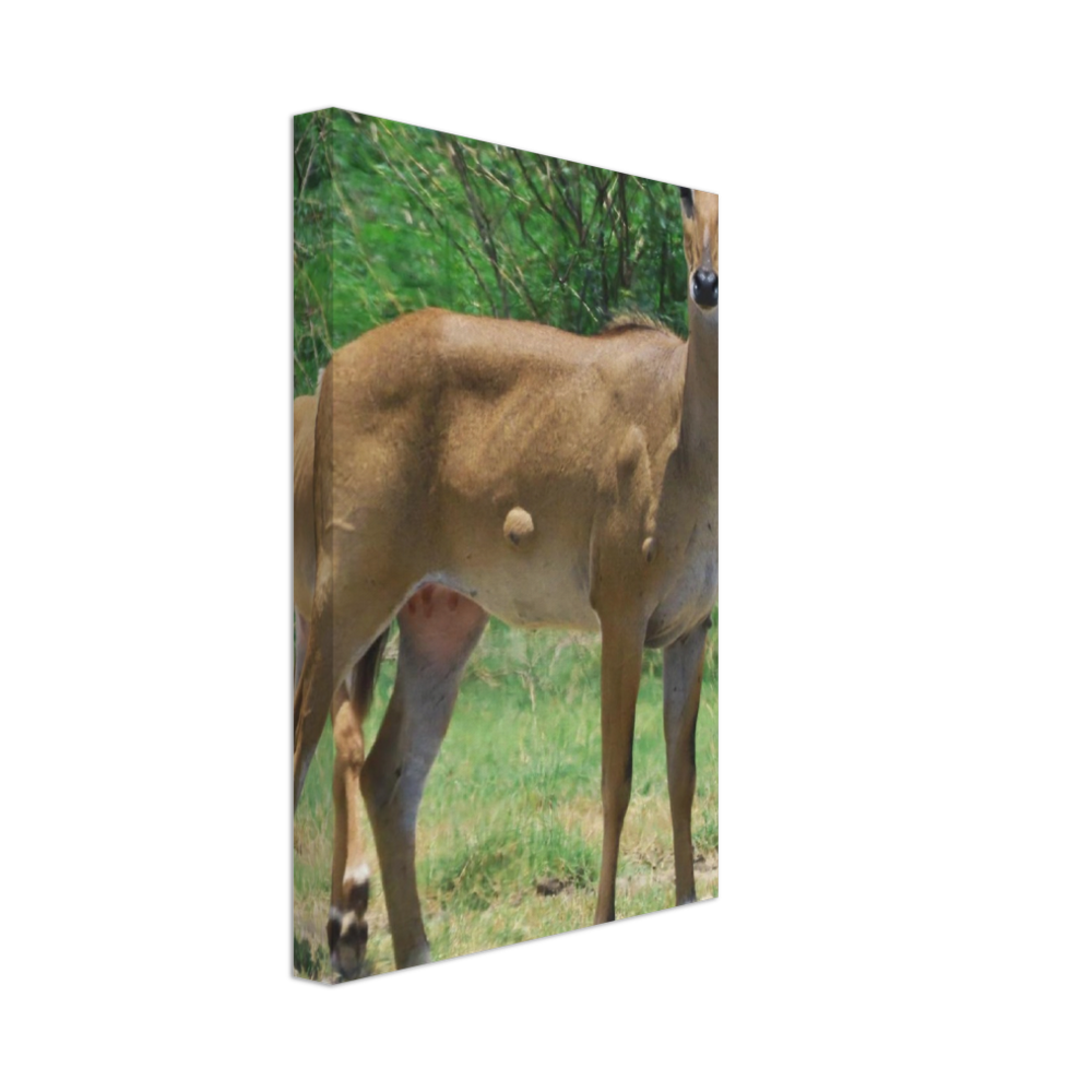 Deer 6