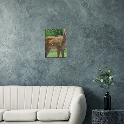 Deer 6