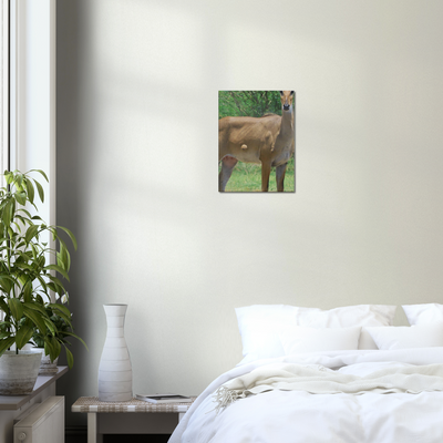 Deer 6