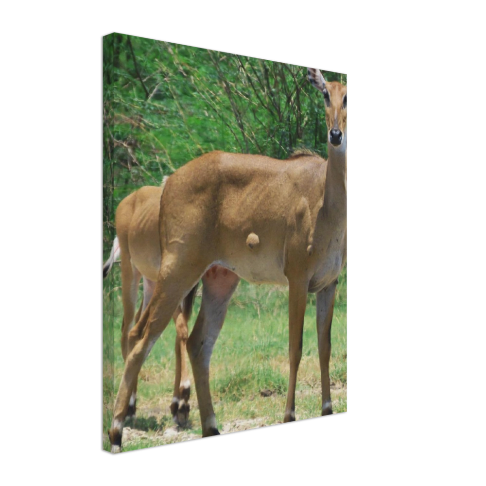 Deer 6