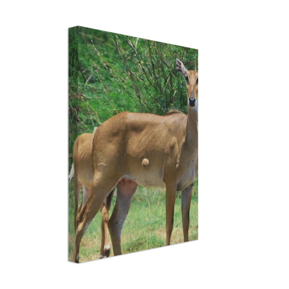 Deer 6