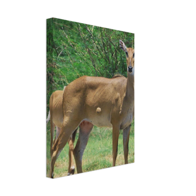 Deer 6